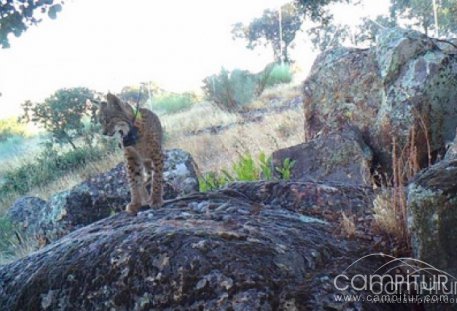 Encontrado otro lince muerto en el término municipal de Valencia de las Torres 