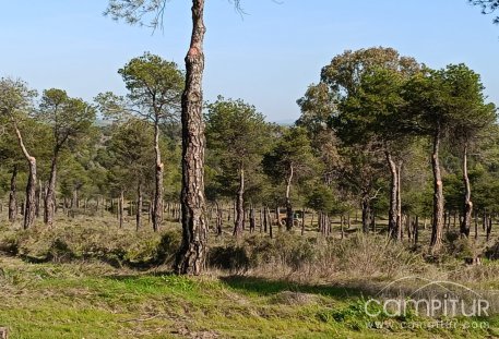 La Junta de Extremadura ejecuta trabajos selvícolas de mejora en el monte público “Las Quinientas” de Berlanga