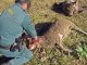 Investigan a un vecino de Azuaga por la muerte de varias ovejas