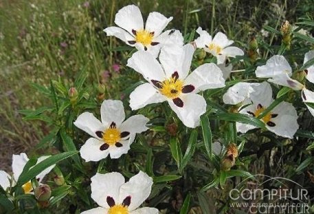 Peraleda del Zaucejo celebra la Fiesta de la Jara en Flor 